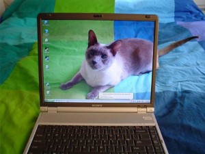 Transparent Looking LCD-8